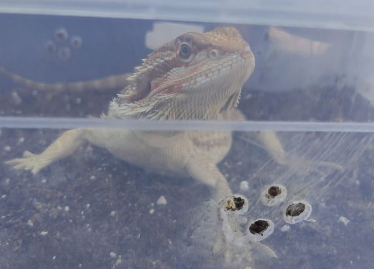FOTO: Secuestraron varios reptiles exóticos de un domicilio en Villa Adela