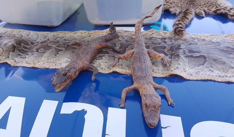 FOTO: Secuestraron varios reptiles exóticos de un domicilio en Villa Adela