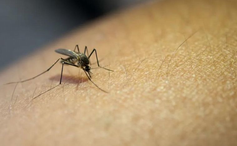 FOTO: Crecen los casos de dengue en la provincia de Córdoba.