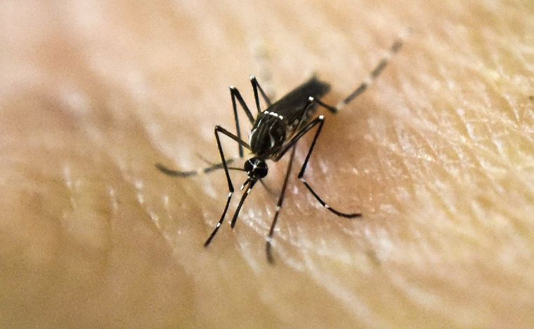 FOTO: Los casos de dengue en Córdoba aumentaron un 75% la última semana. (Archivo)