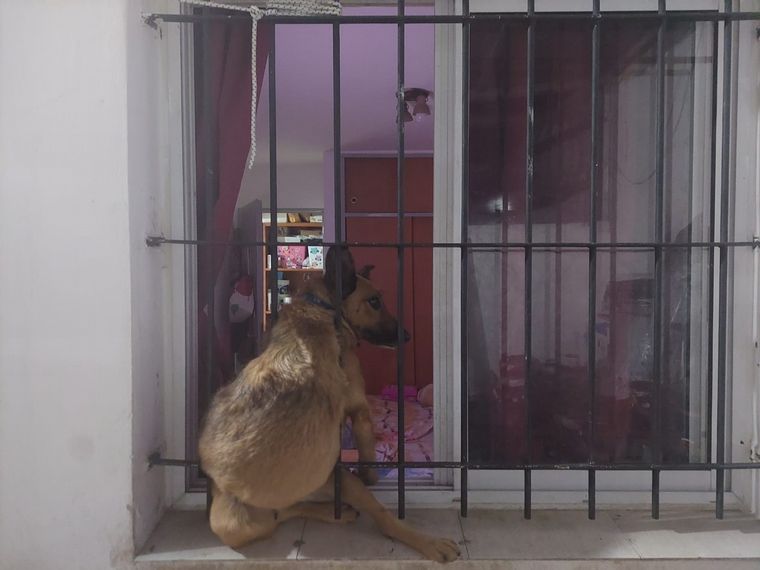 Desesperante rescate de un perrito atrapado en una reja