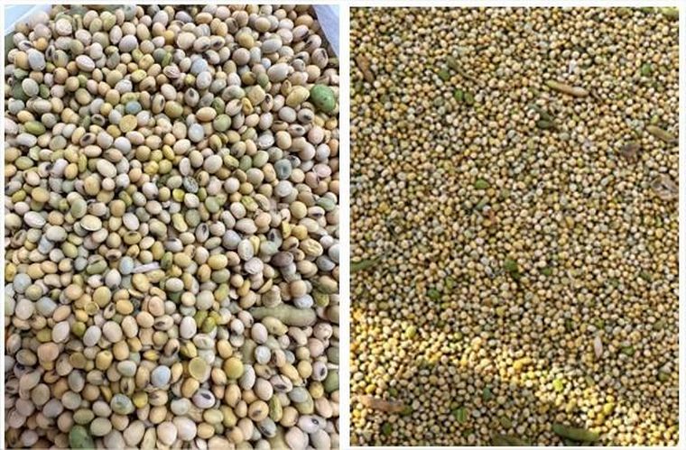 Ingrata sorpresa. Hacen falta 8 camiones de soja vieja para "salvar" cada camión