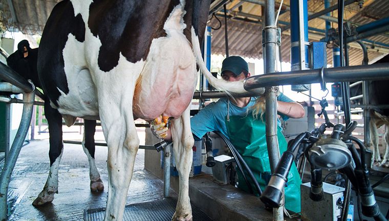 FOTO: Productores lecheros beneficios y medidas claras ante el 