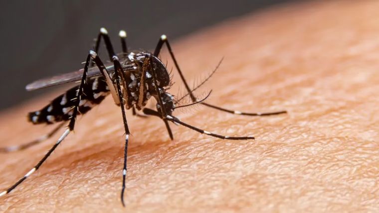 FOTO: Confirman más 28 mil casos de dengue y unos 900 casos de chikungunya en el país