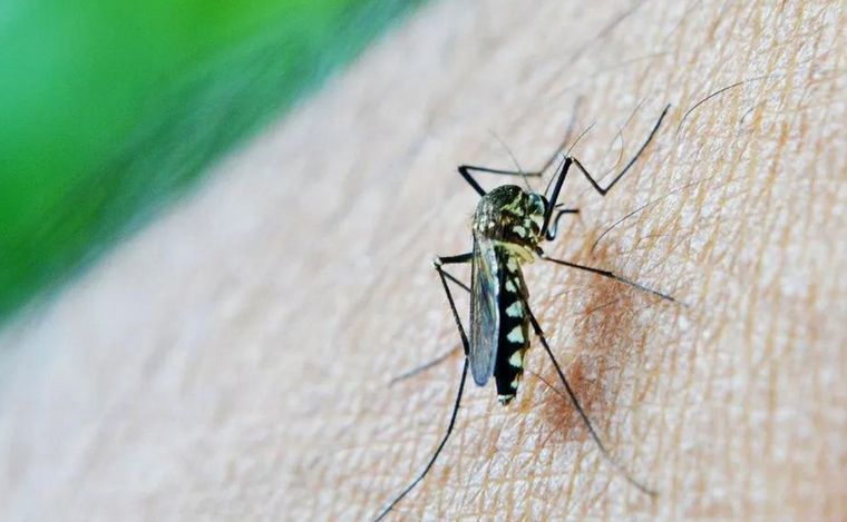 FOTO: Nuevo reporte de dengue en Santa Fe con aumento de casos. 