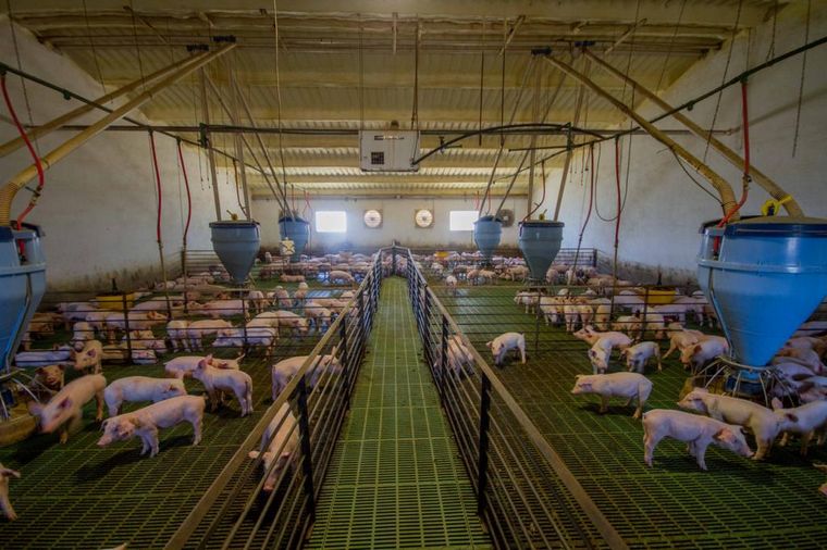 Insostenible. El dólar agro disparará los costos productivos. 