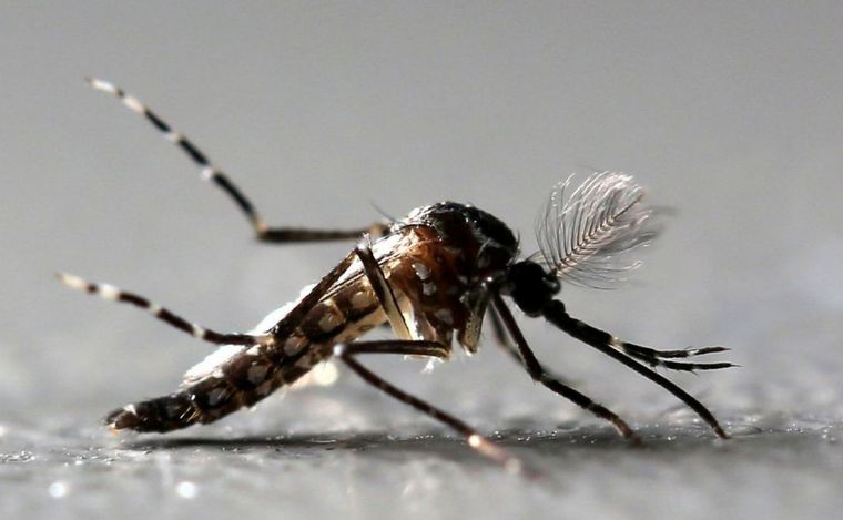 FOTO: Alerta por la expansión del dengue en Santa Fe: 