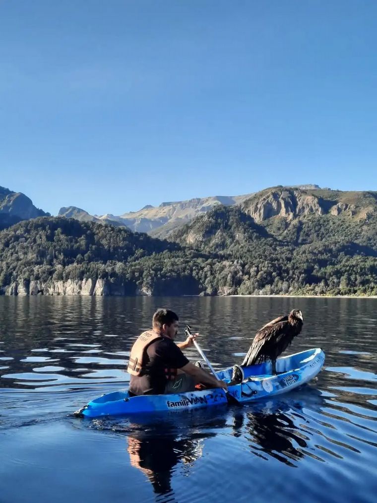 FOTO: Emocionante historia de un guía de montaña que rescató un cóndor en lago Traful