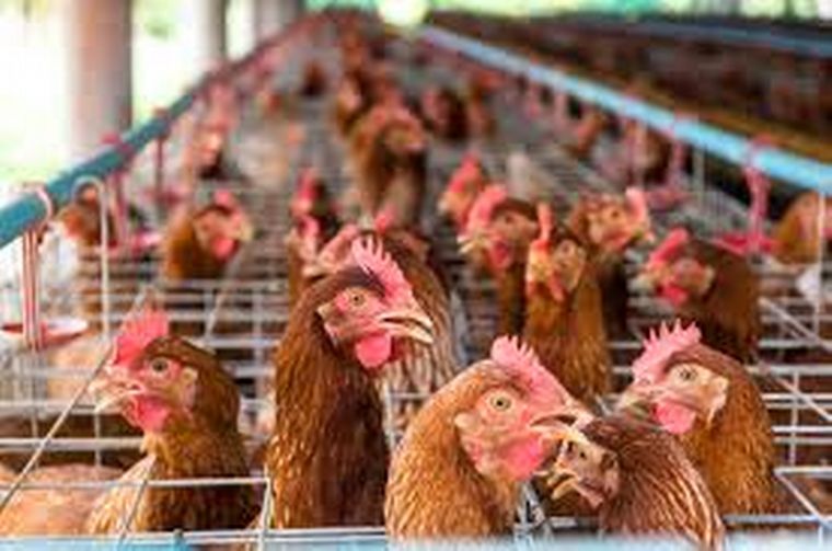 Vivas, por ahora. La medida judicial puso freno a la disposición sanitaria.