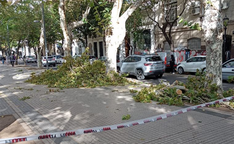 Rosario: desprendió una gran rama de árbol en plaza San Martín y cayó sobre feriante.