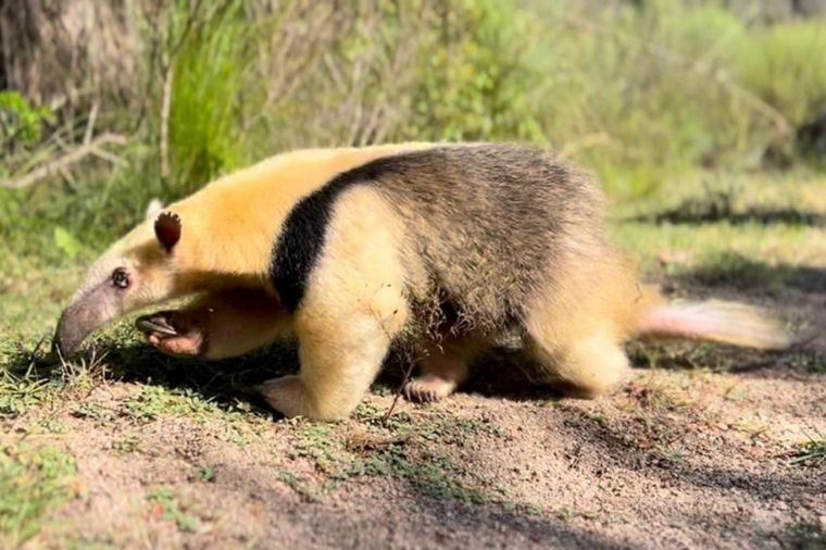 Liberaron a una osa melera en el departamento Pocho de Córdoba.