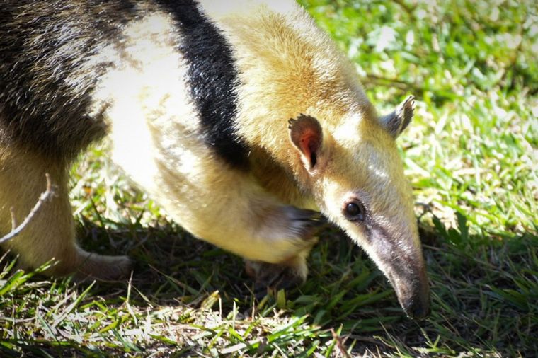Liberaron a una osa melera en el departamento Pocho de Córdoba.