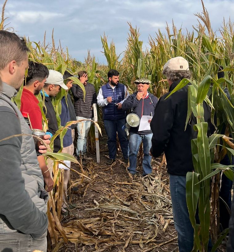 Desde adentro. Los productores y técnicos compartieron la inquietudes en el lote.