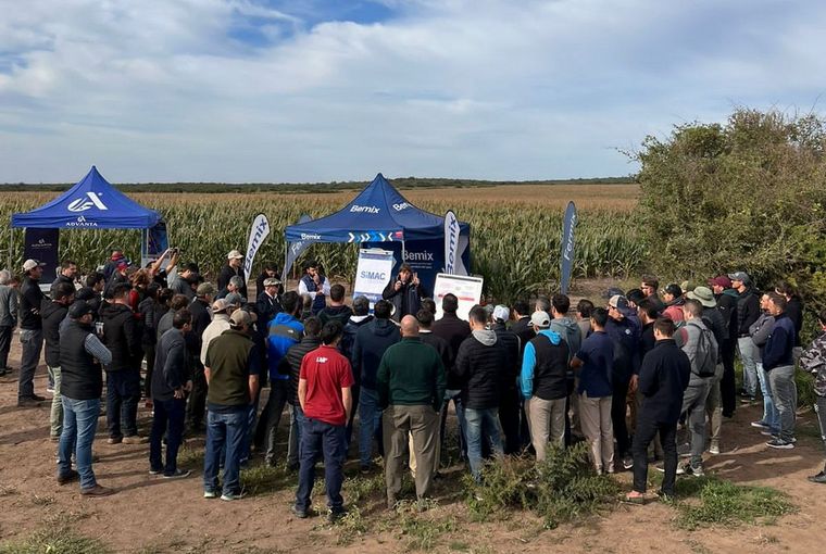 Jornada de picado de maíz