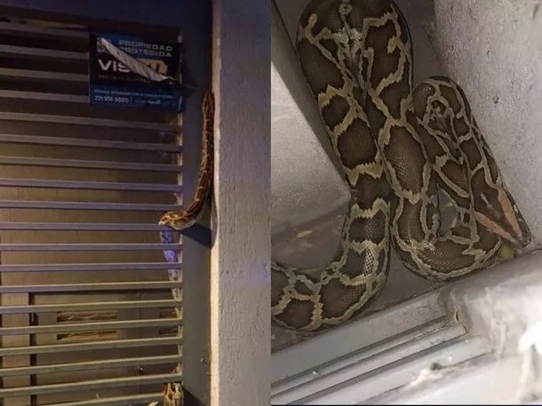 FOTO: La serpiente de dos metros fue trasladada al zoo de La Plata.