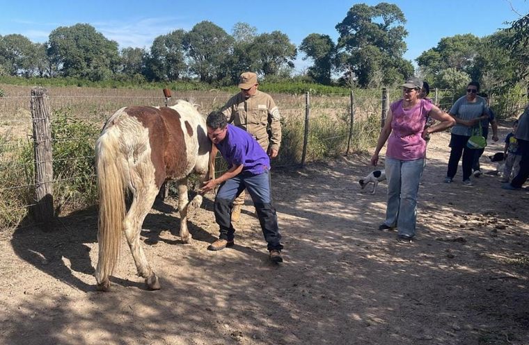 FOTO: La Patrulla Ambiental rescató a un caballo que había caído a un aljibe en desuso.