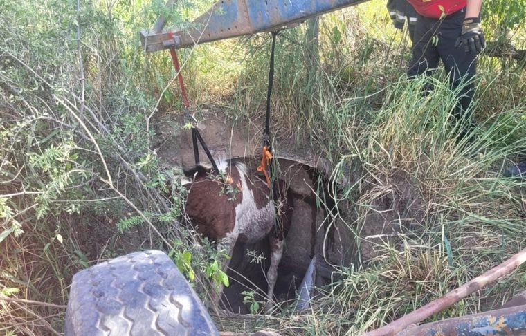 FOTO: La Patrulla Ambiental rescató a un caballo que había caído a un aljibe en desuso.