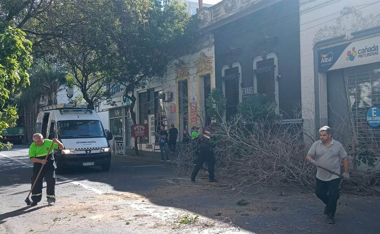 FOTO: Se cayó otro árbol en el microcentro de Rosario: no hubo heridos.
