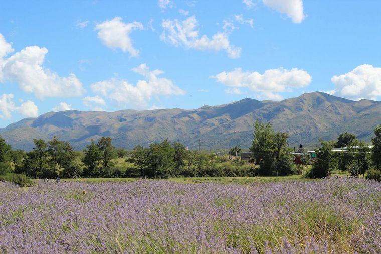 Un paseo distinto para sumergirse en un mundo de aromas diferentes. Foto: Islavanda