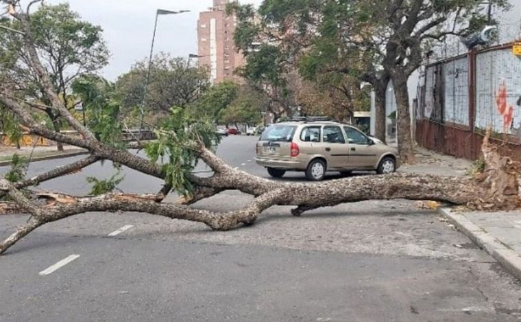 FOTO: Árboles caídos en Rosario tras el temporal de este domingo. 