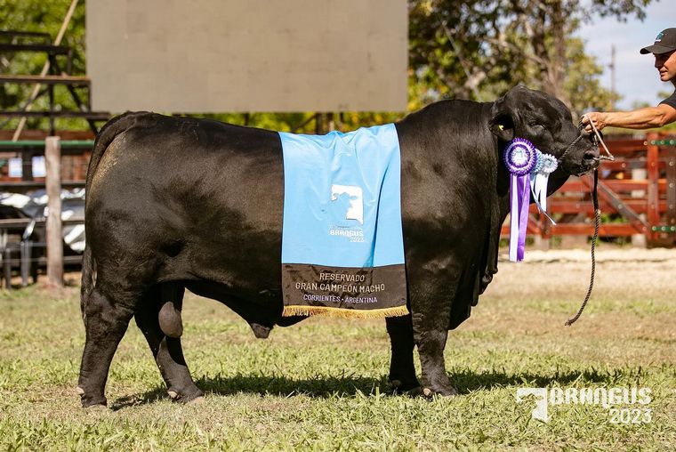 Inolvidable. Un hito en la historia del Brangus argentino.