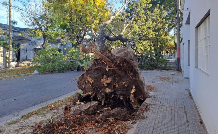 FOTO: Otro árbol caído en Rosario, ahora la tormenta derribó un ejemplar de Jacarandá.