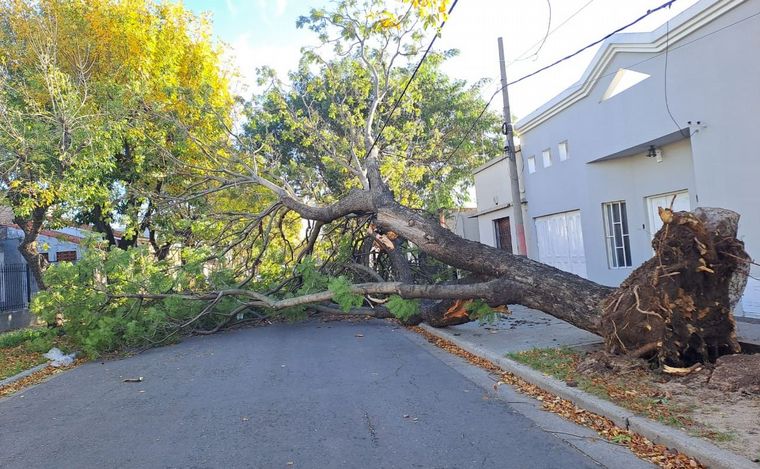 Otro árbol caído en Rosario, ahora la tormenta derribó un ejemplar de Jacarandá.