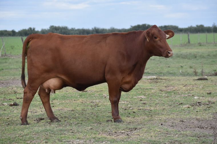 Fina estampa. Las Brangus de Don Tomás se adaptan a una dieta pastoril. 