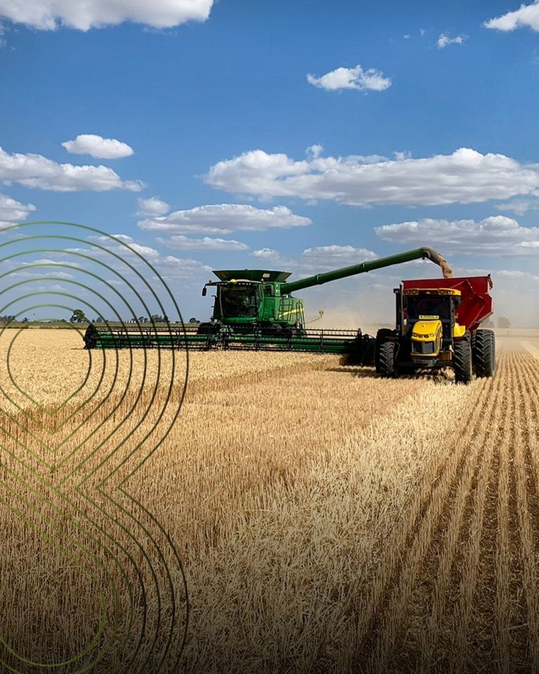 Ciclos cortos e intermedios. Nuevas alternativas para el productor. 