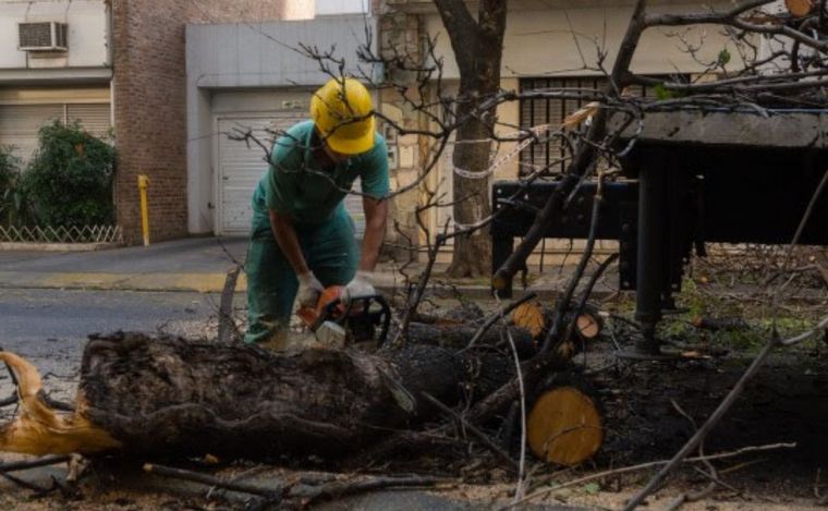 FOTO: Quitan árboles secos en Rosario y aseguran su reposición. 