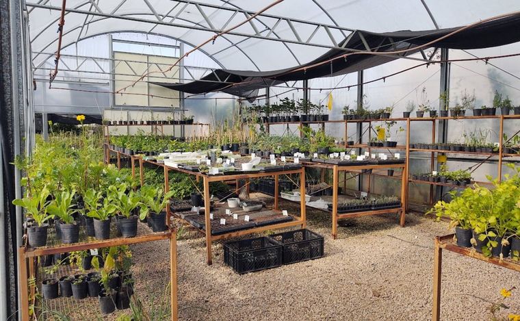 La Vivera: plantas autóctonas sin uso de productos tóxicos.